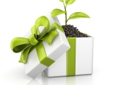 Give ‘green’: Sustainable gift ideas for all occasions